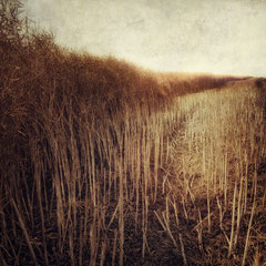 FIELD STUDY #30