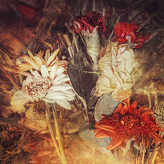 HIBERNATION II