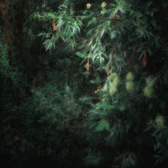 GREEN IS THE COLOR