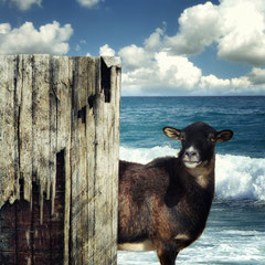 OCEAN GYPSY