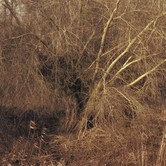 IN HIDING
