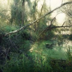 SWAMPLAND