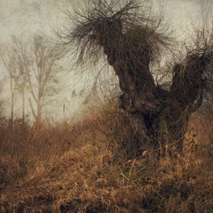 BAD HAIR DAY