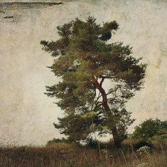 PINE TREE
