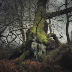 NOTES FROM THE FOREST DIARY - DAY 33