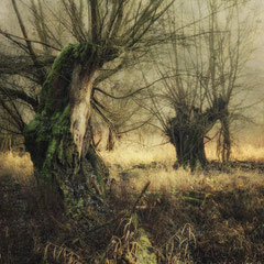 A GREEN COAT