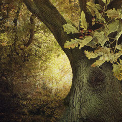 EQUINOX