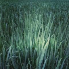 FIELD STUDY #21