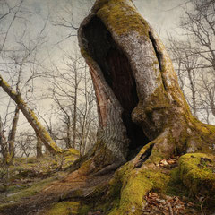 THE SINKING FOREST III