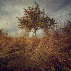 THE APPLETREE
