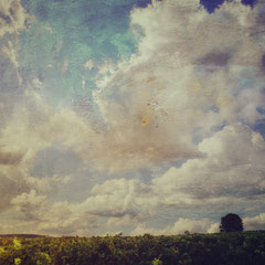 IN THE VINEYARD