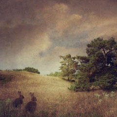 WATERSHIP DOWN