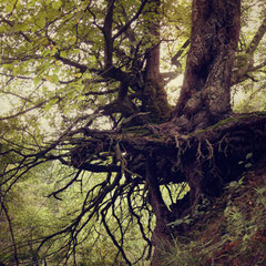 THE OLD FOREST III