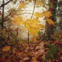 AUTUMN VEIL - PART XVIII