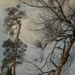 PINE TREE MORNING III