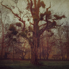 THE BLACK LOCUST