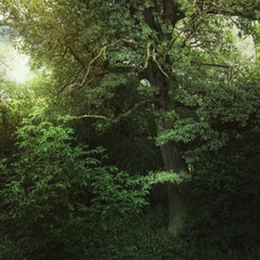 THE OAK TREE