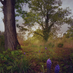 MUSCARI