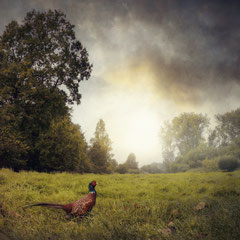 THE PHEASANT III
