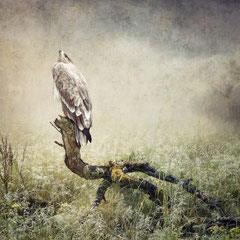 DER ADLER