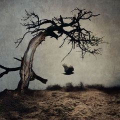 BLACK WINGED MESSENGER | PART X