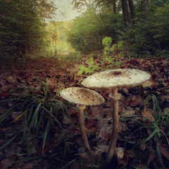 PARASOL