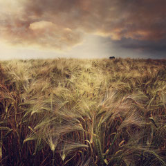FIELD STUDY #2