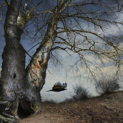 BLACK WINGED MESSENGER | PART XIV