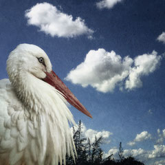 CICONIA