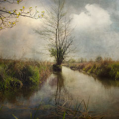 WETLAND