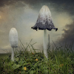 <span style="font-family: Ubuntu Condensed; letter-spacing:0.3em;">COPRINUS COMATUS IV</span> </p>