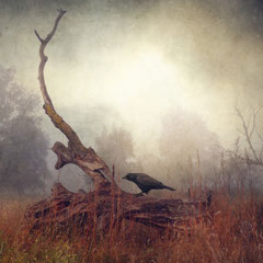 DAYS OF FOG AND WONDER V