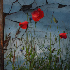 POPPIES II