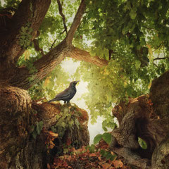 UNDER THE LINDEN