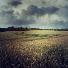 FIELD STUDY #12