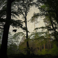 CROSSING A FOREST