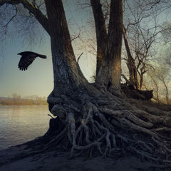 ON DARK WINGS | PART II