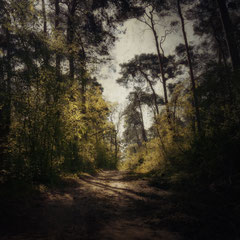 READ ME A FOREST STORY