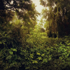 GREEN DAYS