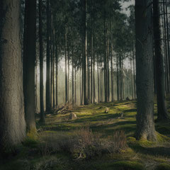 NOTES FROM THE FOREST DIARY - DAY 38