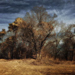 BRILLIANT TREES