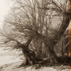 ON THE RIVERBANK