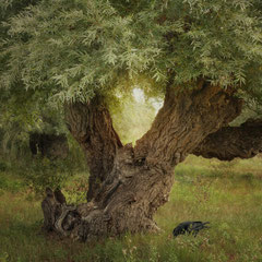 WILLOW & CROW