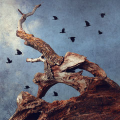 TEN CROWS
