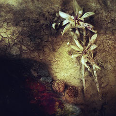 <span style="font-family: Ubuntu Condensed; letter-spacing:0.3em;">LES FLEURS DU MAL</span><br>