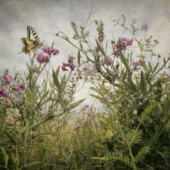 <span style="font-family: Ubuntu Condensed; letter-spacing:0.3em;">SWEET PEA & CROWN VETCH</span> </p>