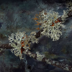 <span style="font-family: Ubuntu Condensed; letter-spacing:0.3em;">LICHEN II</span><br>