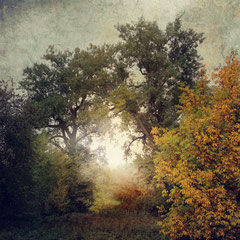TRANSITIONS I