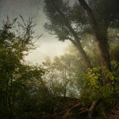 NOTES FROM THE FOREST DIARY | DAY NINE