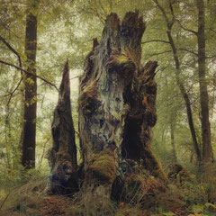 SONGS FROM AN EVIL WOOD (PART III)
